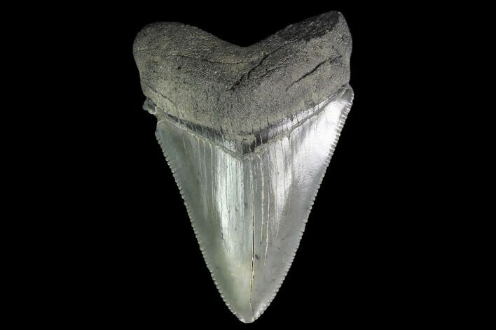 Serrated, Juvenile Megalodon Tooth - Georgia #142346